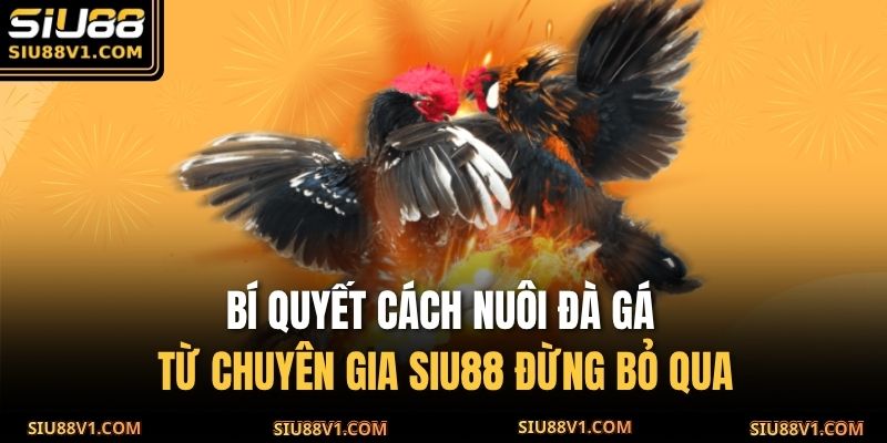 Nuôi đá gà
